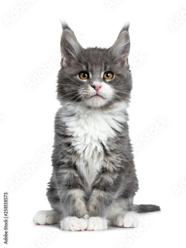 Charming cute blue with white Maine Coon cat kitten, sitting straight up. Looking at lens with smart brown eyes. Isolated on white background.  photo