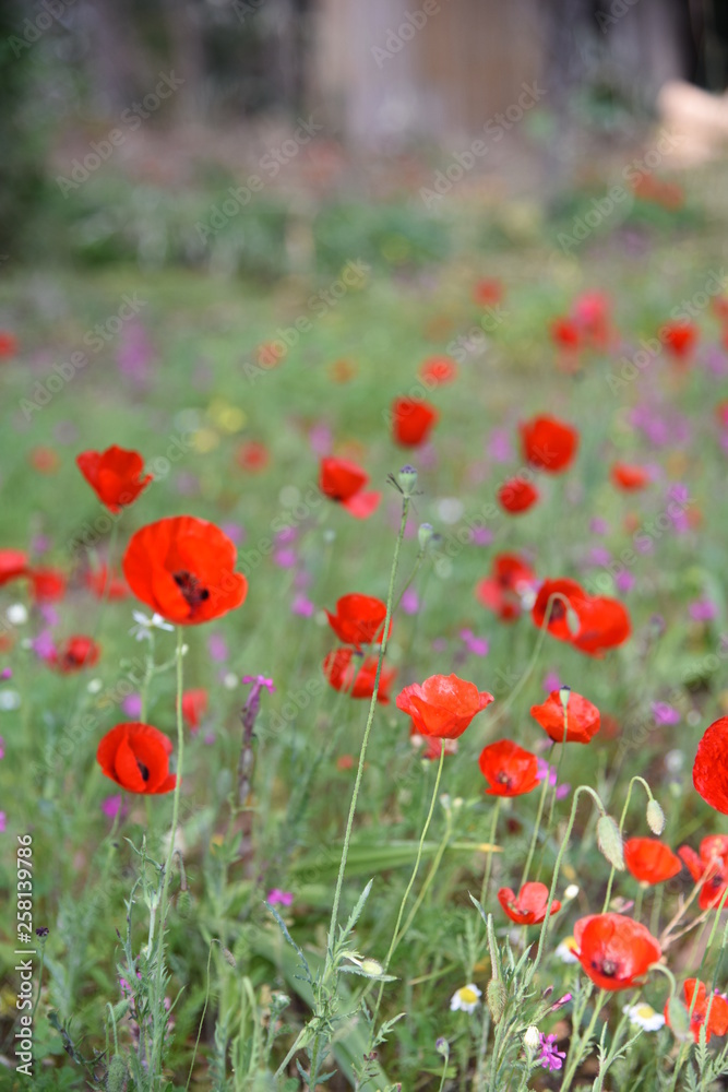 Wild plants in the field: Poppy, Lupinus pilosus, Bermuda Buttercup Wild plants in the field: Poppy, Lupinus pilosus, Bermuda Buttercup