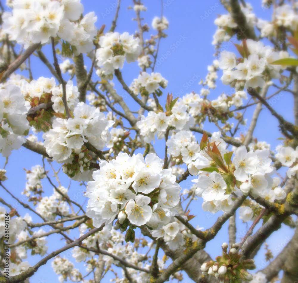 cerisier en fleurs au printemps