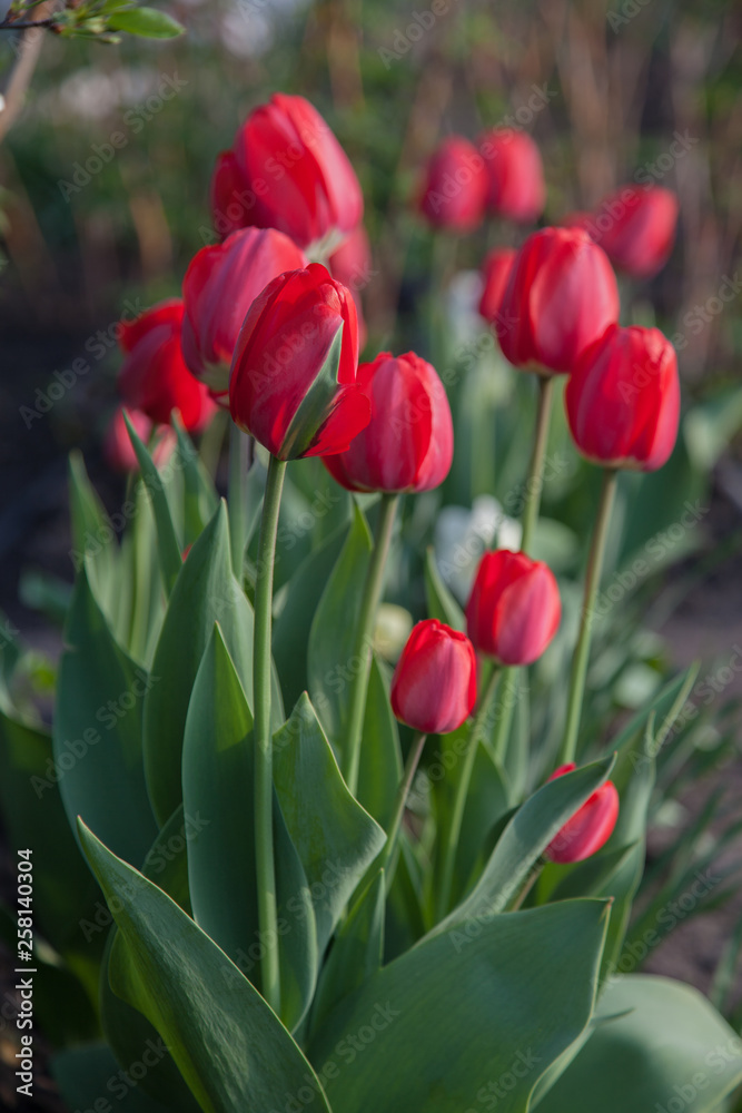 A row of bright red tulips with incompletely opened buds A row of bright red tulips with incompletely opened buds
