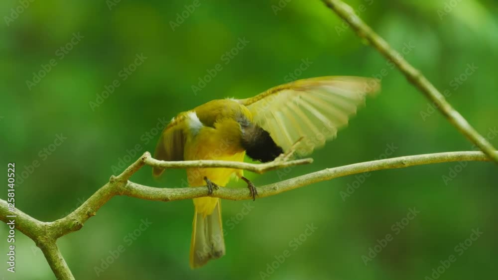 Bird (Black-crested Bulbul) are cleaning feathers themselves. Bird (Black-crested Bulbul) are cleaning feathers themselves.