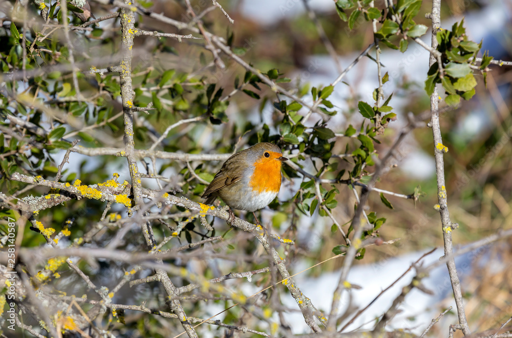Robin redbreast (Erithacus rubecula) sitting on a branch in the winter forest Robin redbreast (Erithacus rubecula) sitting on a branch in the winter forest
