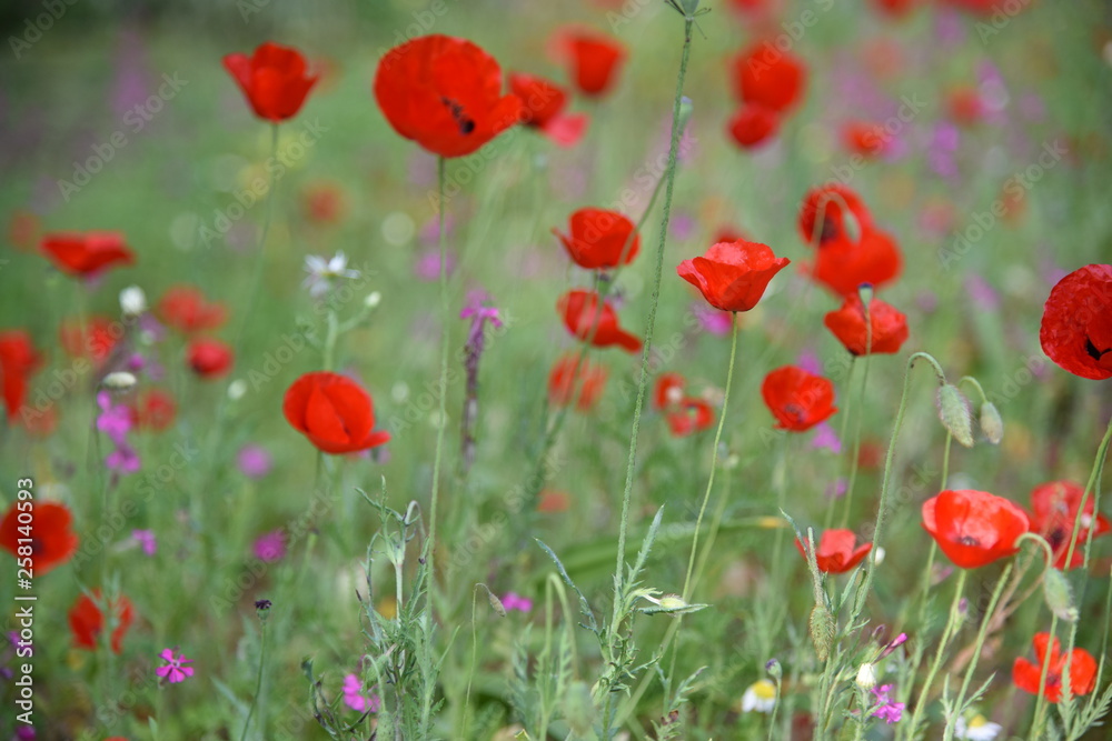 Fototapeta premium Dzikie rośliny polne: mak, Lupinus pilosus, Bermuda Buttercup