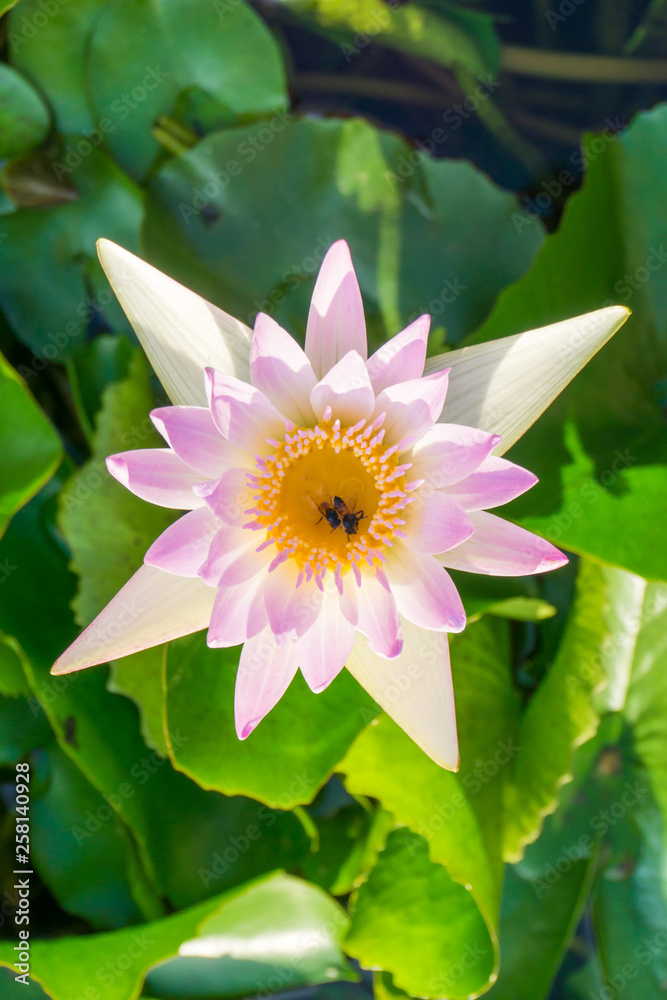 Pink lotus water lilly flower in pond Pink lotus water lilly flower in pond