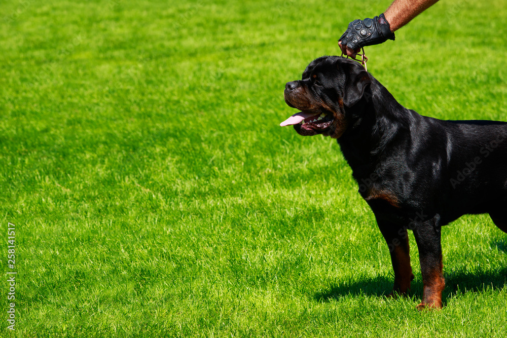 Dog breed Rottweiler