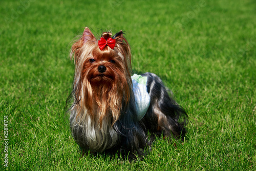Dog breed Yorkshire Terrier