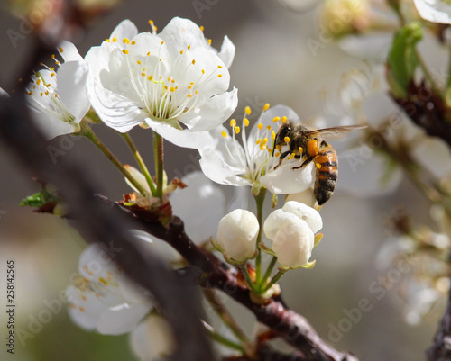 honey bee in a dogwood