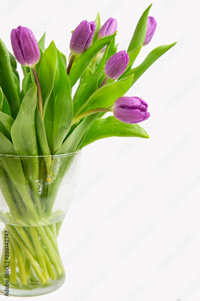 Beautiful light purple tulips with leaves isolated on white background. Spring flowers and plants.Holiday backgrounds	