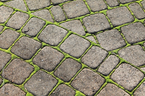 Closeup of weathered gray paving stone with bright green moss growing between