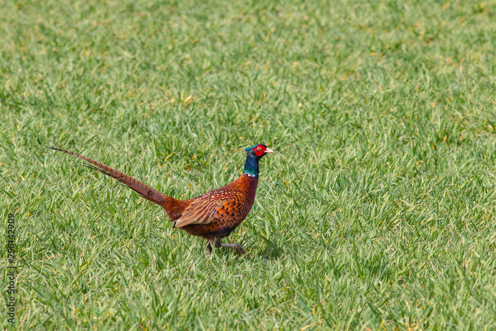 Fototapeta premium fasan