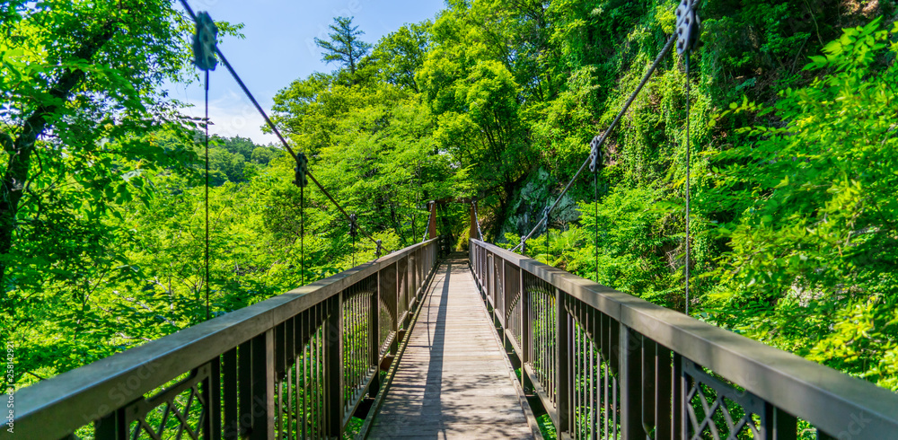 Fototapeta premium bridge in the forest