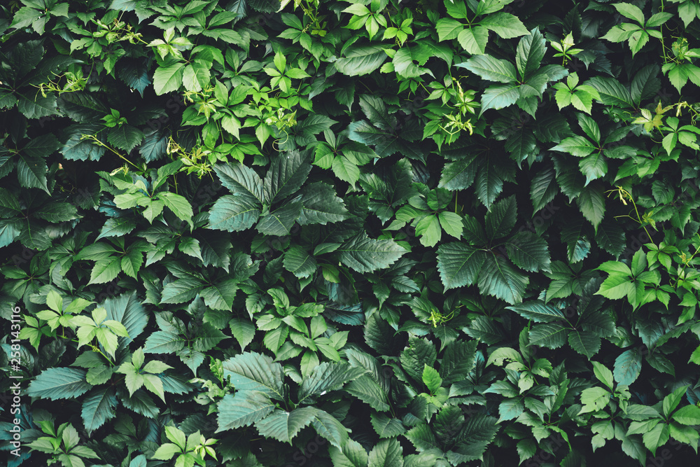 Hedge of big green leaves in spring. Green fence of parthenocissus henryana. Natural background of girlish grapes. Floral texture of parthenocissus inserta. Rich greenery. Plants in botanical garden. Hedge of big green leaves in spring. Green fence of parthenocissus henryana. Natural background of girlish grapes. Floral texture of parthenocissus inserta. Rich greenery. Plants in botanical garden.