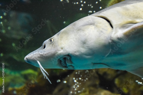 Fish sturgeon swims in the aquarium of oceanarium. Sturgeon fish