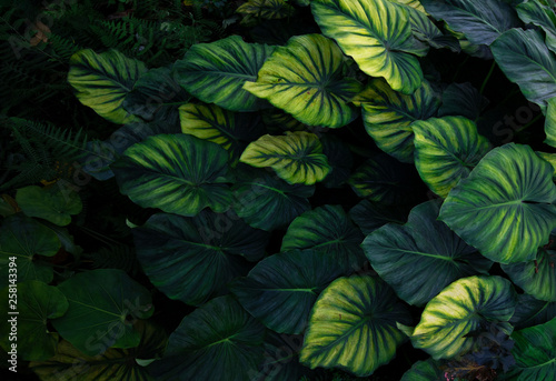 Canvas Print Abstract tropical forest freshment green leaf in the jungle background