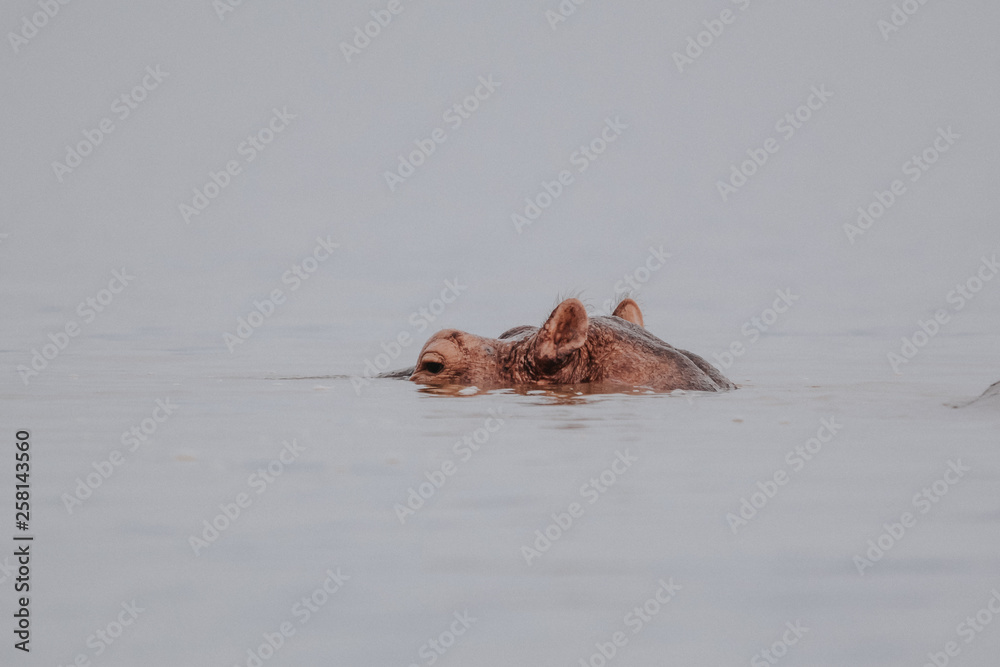 Fototapeta premium Portrait Hyppo in Chamo lake