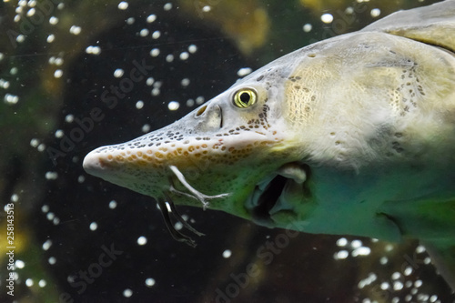 Fish sturgeon swims in the aquarium of oceanarium. Sturgeon fish photo