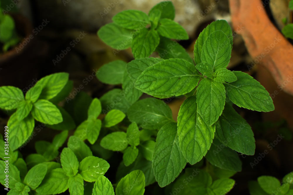 Fresh mint leaves close up. Fresh mint background. Fresh mint leaves close up. Fresh mint background.