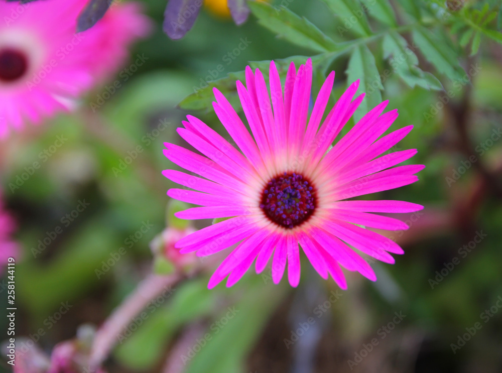 Obraz premium Pink Flower outside Closeup