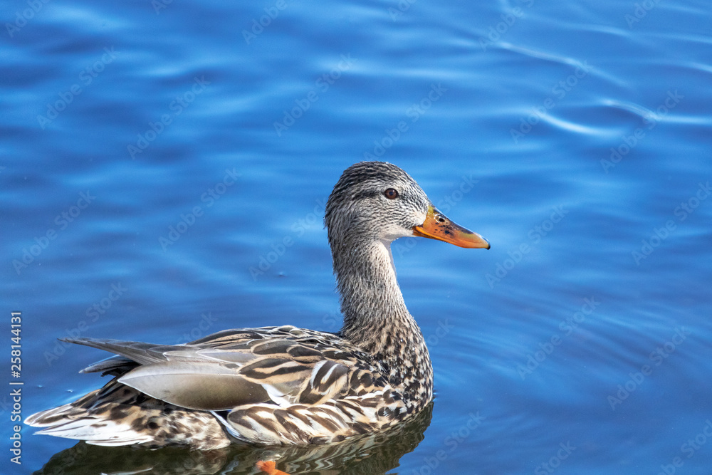 Canard Colvert femelle, Mallard Canard Colvert femelle, Mallard