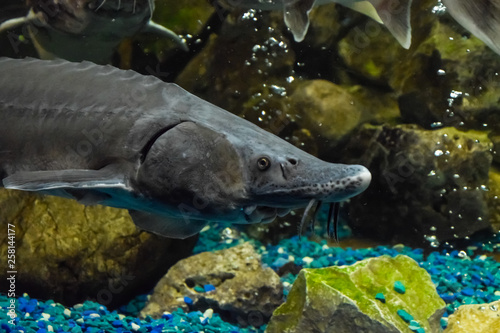 Fish sturgeon swims in the aquarium of oceanarium. Sturgeon fish