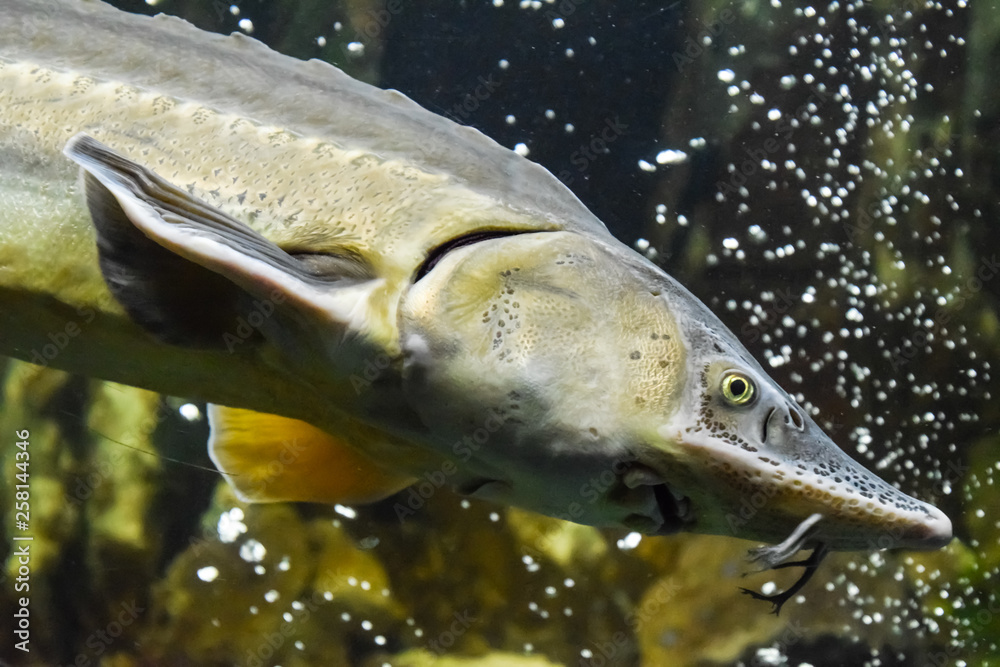 Fish sturgeon swims in the aquarium of oceanarium. Sturgeon fish Stock