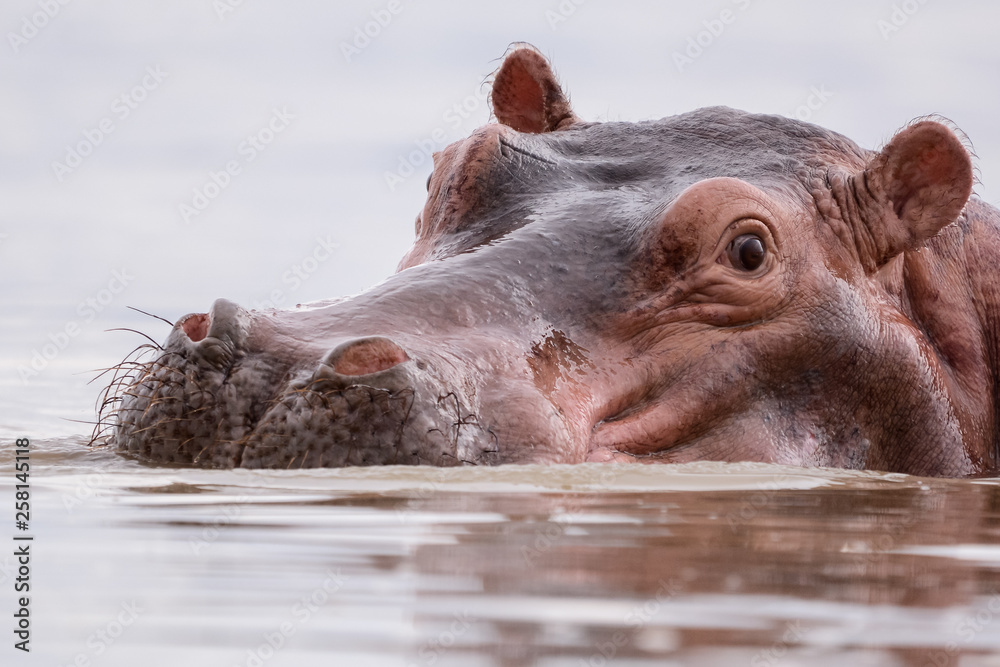 Portrait Hyppo in Chamo lake