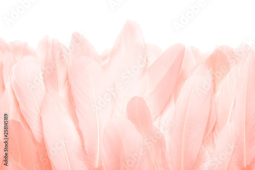 Close - up of pink feathers isolated on white background © Bakulov