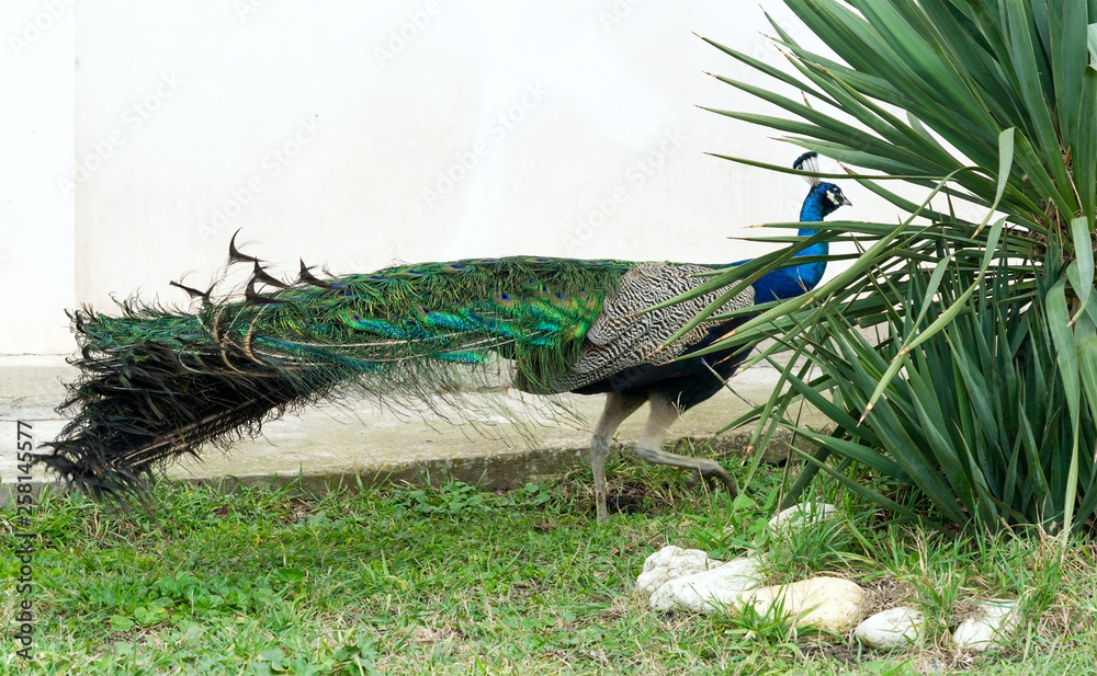 Obraz premium the Beautiful Peacock