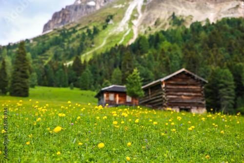 Globe flowers on a meadow with wooden cabins in the background © Sebastian