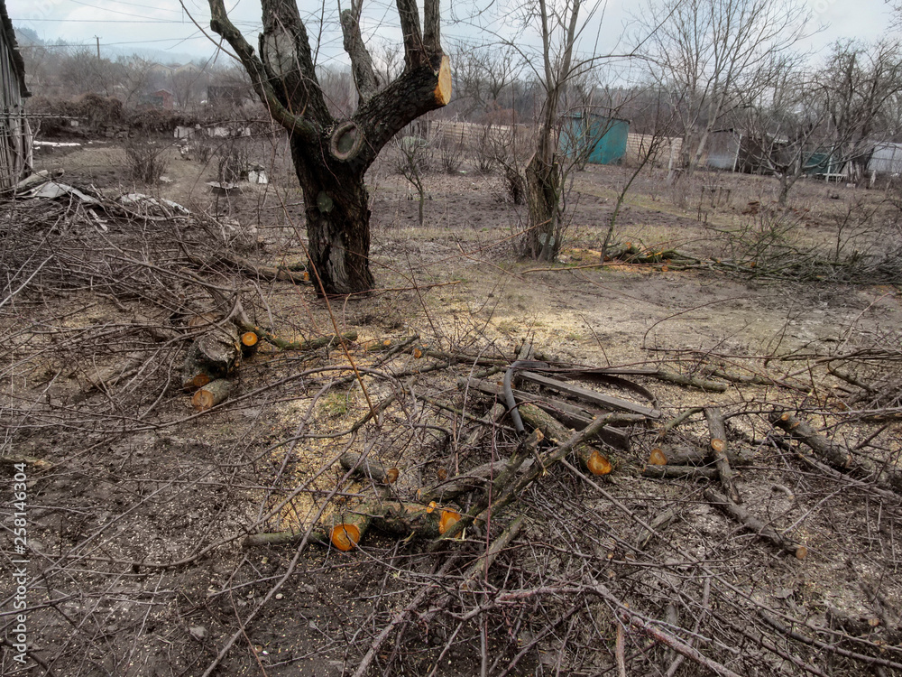 Fototapeta premium Autumn-spring garden with bare trees and pruned branches on the ground. The concept of care and rejuvenation of the garden, background with copy space