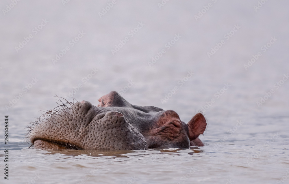 Fototapeta premium Portrait Hyppo in Chamo lake