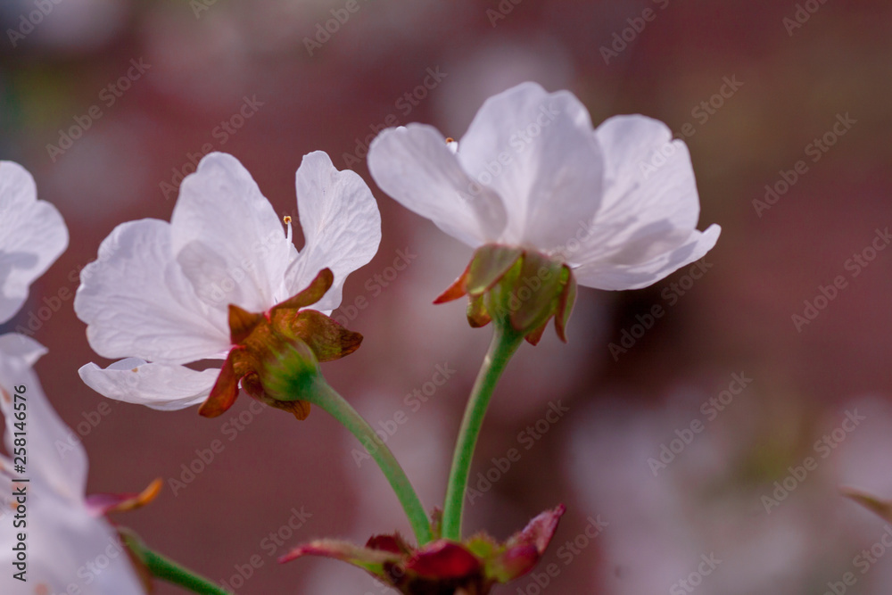 Branches of blossoming apricot macro Branches of blossoming apricot macro