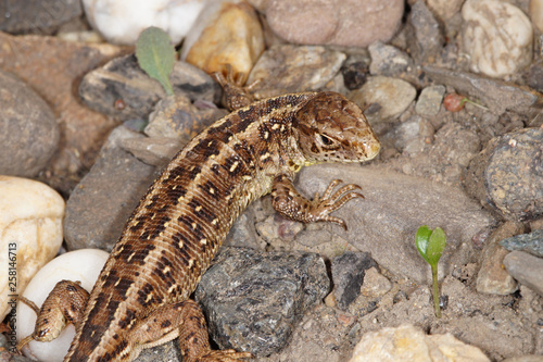 Lacerta agilis Zauneidechse DE  NRW  Wuppertal 12.04.2014