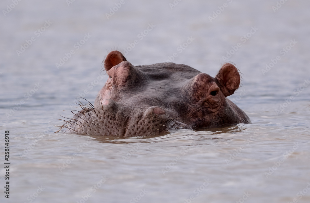 Fototapeta premium Portrait Hyppo in Chamo lake