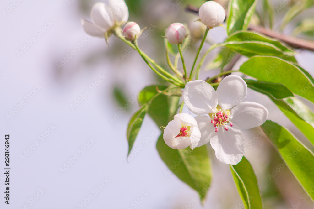 Obraz premium Branches of blossoming apricot macro