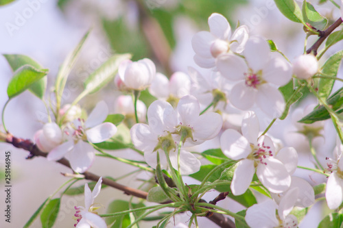 Branches of blossoming apricot macro