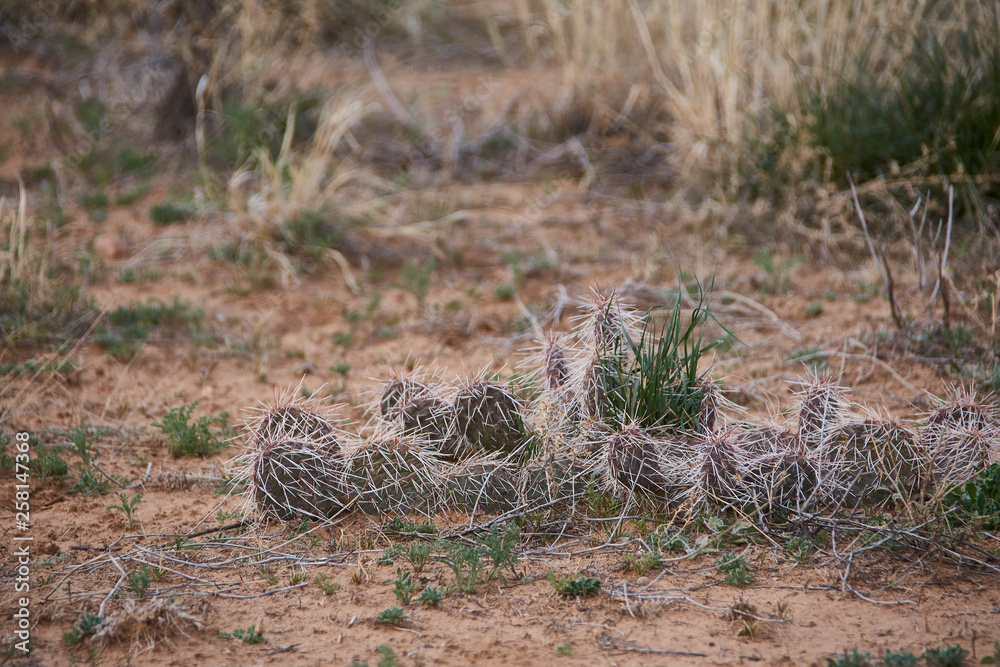 Fototapeta premium Southwest