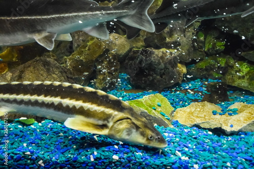 Fish sturgeon swims in the aquarium of oceanarium. Sturgeon fish photo