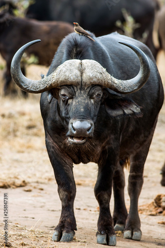 Big Cape Buffalo, Syncerus caffer, staring into the camera, chewing