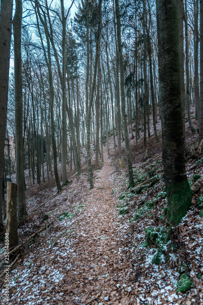 Kleiner Pfad/Wanderweg durch einen bayrischen Wald im winter