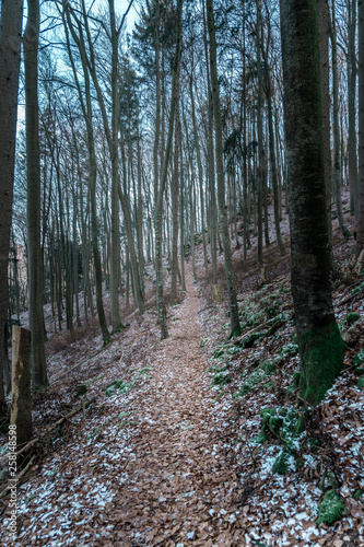 Obraz na płótnie Kleiner Pfad/Wanderweg durch einen bayrischen Wald im winter w salonie