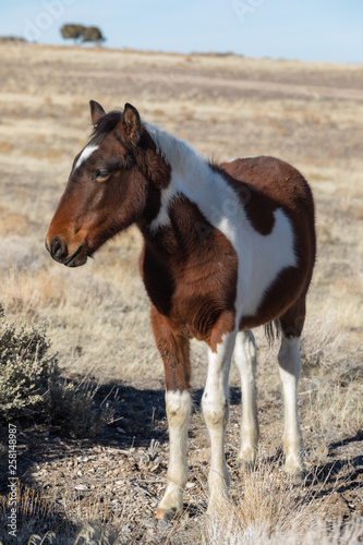 Wild Horse Foal in Utah in Winter © natureguy