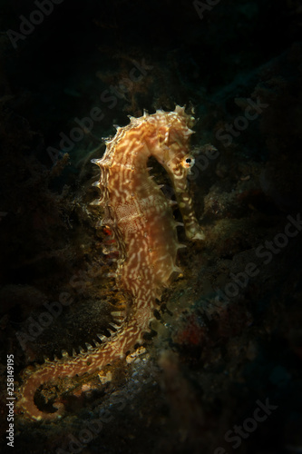 Seahorse  Hippocampus histrix  from Ambon bay  Indonesia