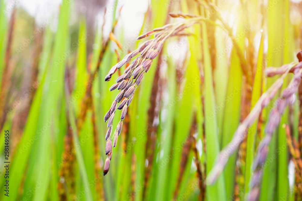 riceberry plant in green organic rice paddy field riceberry plant in green organic rice paddy field