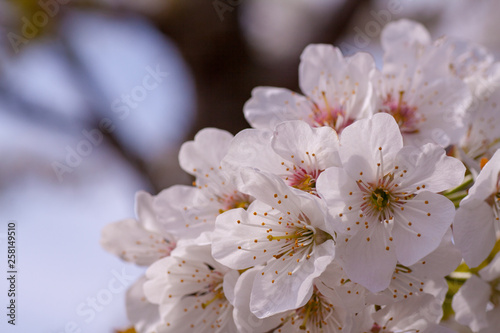 Branches of blossoming apricot macro © mironovm