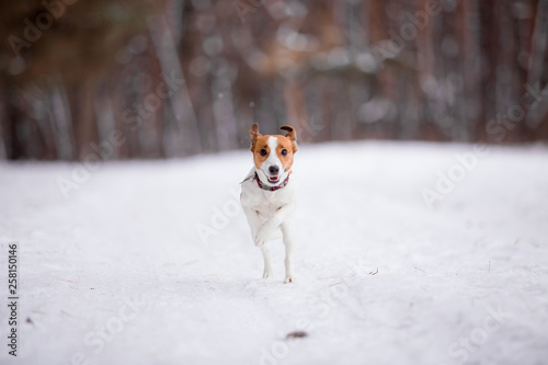 Jack Russell Terrier breed dog in the winter forest