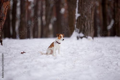 Fototapeta Naklejka Na Ścianę i Meble -  Jack Russell Terrier breed dog in the winter forest