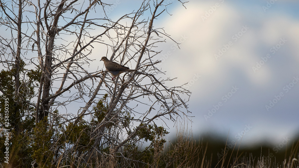 Obraz premium Wildlife