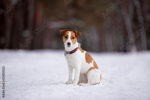 Jack Russell Terrier breed dog with winter forest