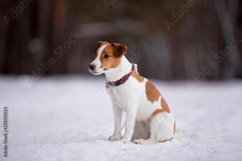 Jack Russell Terrier breed dog with winter forest